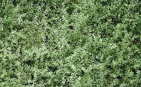 A dwarf pittosporum variety with shiny fresh green leaves. The Best Hedges For Garden Privacy Stihl Blog