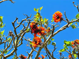 Image result for Erythrina afra