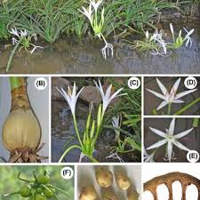 Image result for Crinum rautanenianum