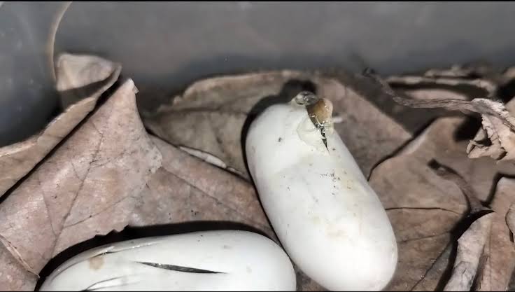 Over 200 leucistic king cobras hatch under elderly man's porch