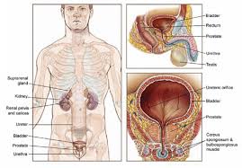 शराब का उपयोग drinking (blood cancer ). Prostate Cancer Treatment Chennai Prostate Surgery Chennai
