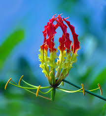 Image result for Gloriosa superba