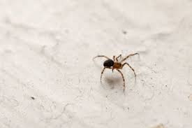 Comment faire fuir les araignées. La Pierre D Alun Contre Les Araignees