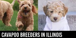 Find your new companion at nextdaypets.com. Breeders Archives Cavapoo World