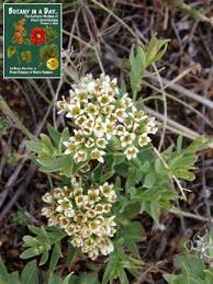 Image result for Santalaceae