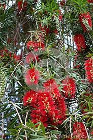 Check spelling or type a new query. Closeup Of Bottle Brush Flowers Flowers Flowering Trees Bottle Brush Trees