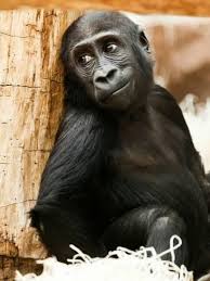 Baby Monkey Ape Animal Giclee Print Wonderful Dream Art Com Baby Monkey Baby Gorillas Gorilla