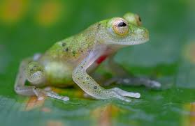 Image result for glass frog