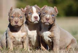Our xl bully puppies for sale are everything you want in an american xxl bully. Bully Fiendz American Bully Xl Elite Quality