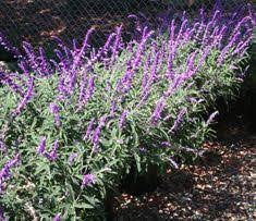 Our beloved australian expert on salvia meg bentley confirmed that this is the typical flower for the species. Buy Salvia Leucantha Santa Barbara Online Bamboo Pipeline