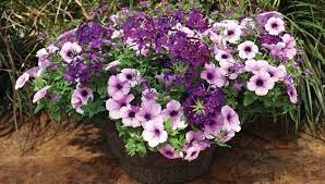 Mix Container Kwik Kombos Tm Plum Tastic Tm Mix Petunia Lobelia Verbena Garden Flower Edible Garden Flowers Container Plants