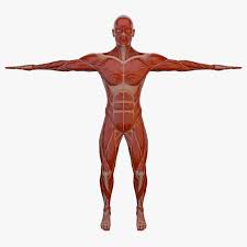 3d Model Human Rigged 3d Model 3d Anatomy Man Anatomy