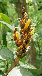Image result for Sanchezia speciosa