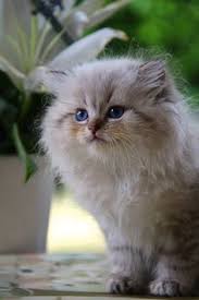 Burmese are companion cats and would be very unhappy to be left alone for long periods every day so do please give careful consideration to your home situation before choosing. 10 Persian Cats For Sale Ideas Cats And Kittens Cats Kittens