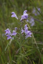 Image result for Scutellaria schweinfurthii