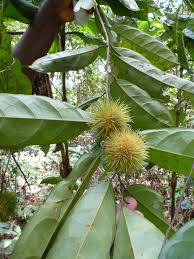 Image result for Caloncoba crepiniana