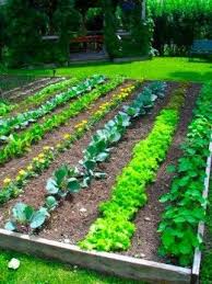 How To Plant Your First Vegetable Garden Idees Jardin Jardin Potager Jardinage