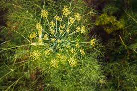 In riferimento all'inglese philip miller. Finocchio Selvatico Proprieta Benefici Coltivazione E Utilizzi