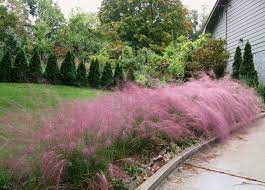 We did not find results for: Pink Muhly Grass With Alluring Pink Muhly Grass Companion Plants Ideas Muhly Grass Muhlenbergia Capillaris Pink Muhly Grass