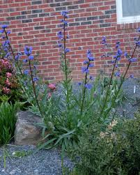 Image result for Anchusa capensis
