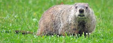 25 railroad ave (355.93 mi) york haven, pa, pa 17370. Bowers Wildlife And Pest Control