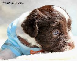 Although we are located in california, most of our puppies find homes in a wide range of families in all states across the united states and canada. Chocolate Havanese Puppies For Sale Peepsburgh
