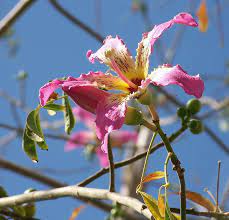 Flower Of The Paineira Rosa Tree C Speciosa 5 Ceiba Speciosa Wikipedia Trees To Plant Flower Template Ceiba
