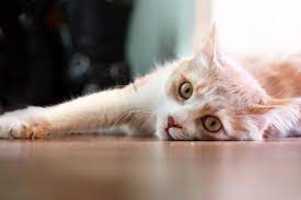 A lot of cat cancer symptoms can be illness or other diseases too. Intestinal Tumor Leiomyoma In Cats Petmd