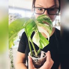 Monstera esqueleto's impressive 6-month growth