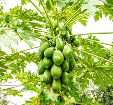 Maybe you would like to learn more about one of these? 10 Fast Growing Fruit Trees In India India Gardening