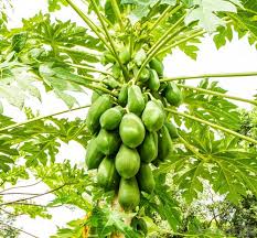 Pollination is the transfer of pollen grains from the male part of a blossom to the female part of a blossom. 10 Fast Growing Fruit Trees In India India Gardening