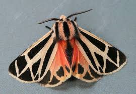 Black And Red Caterpillar Maine Isabella Moth Seabrooke Leckie Colorful Moths Tiger Moth Moth