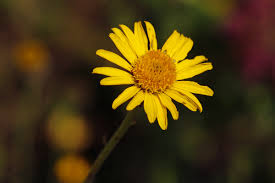 Image result for Anisopappus