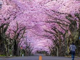 See cherry blossom in japan is one of the most incredible experiences for a japan photo tour. Day Trip To Sakura Tunnel In Izu Highland Japan Web Magazine