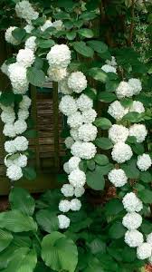 The little flowers are held in tight, but delicate flower heads that look like dancing lambs floating above this compact shrub. Gefullter Schneeball An Rechte Hecke Pflanzen Erledigt Plants Climbing Hydrangea Beautiful Flowers
