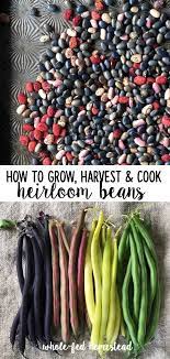 How To Grow Harvest Cook Heirloom Beans My Favorite Snap Dried Bean Varieties Whole Fed Homestead Bean Varieties Heirloom Vegetables Growing Beans