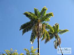 Image result for Syagrus