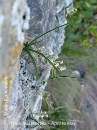 Image result for Ypsilopus