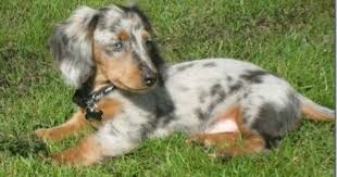Reverse Blue Dapple Long Haired Miniature Dachshund Dapple Dachshund Dachshund Puppy Long Haired Dachshund Love