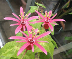 Image result for Passiflora sanguinolenta