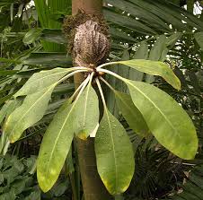 Image result for Phylohydrax