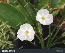 Image result for Barleria lancifolia