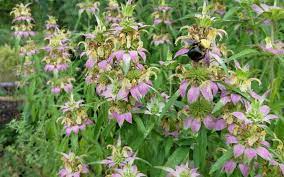 Complete Guide To Spotted Bee Balm Monarda Punctata Growit Buildit