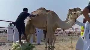 Rj reynolds voluntarily dismissed joe as their mascot in 1997, after pressure from congress and the american public. Video Of Man Failing To Jump A Camel Goes Viral Al Arabiya English
