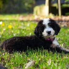 How much does a bernedoodle puppy cost in michigan? 1 Bernedoodle Puppies For Sale In Detroit Mi Uptown