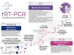 These sequences are intended to be used for the purposes of respiratory virus surveillance and research. How Do Scientists See Viruses Part 2 Qpcr