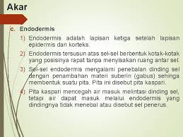 Halaman ini terakhir diubah pada 2 november 2018, pukul 11.16. Struktur Dan Fungsi Jaringan Tumbuhan Peta Konsep Organ