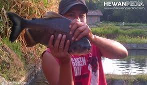 Cara tanam bawang putih yang simpel serta masa tanam bawang putih yang singkat, membuat praktik ini inilah langhkah dan cara menanam bawang putih di rumah: Teknik Memancing Ikan Bawal Hewanpedia