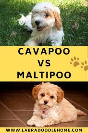 Cavapoo Vs Maltipoo Which Breed Is Best For You Labradoodle Home