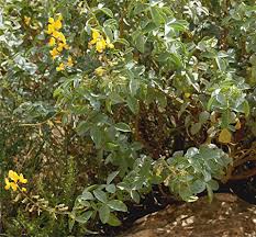 Image result for Adenocarpus mannii